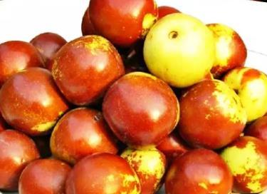 黃驊冬棗:滄州黃驊特產紅棗,國家地理標志產品,黃驊產地寶-黃驊冬棗(4)