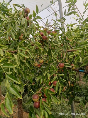 哪里的冬棗最好?山東沾化、河北黃驊、陜西大荔,還是山西、新疆江西或其他地方?