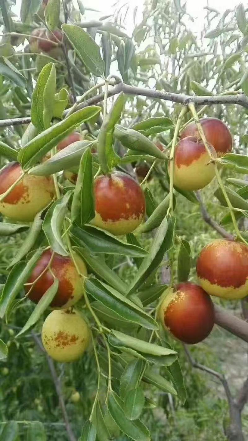 滄州黃驊冬棗 一口咬下，滿嘴的清甜與實(shí)力