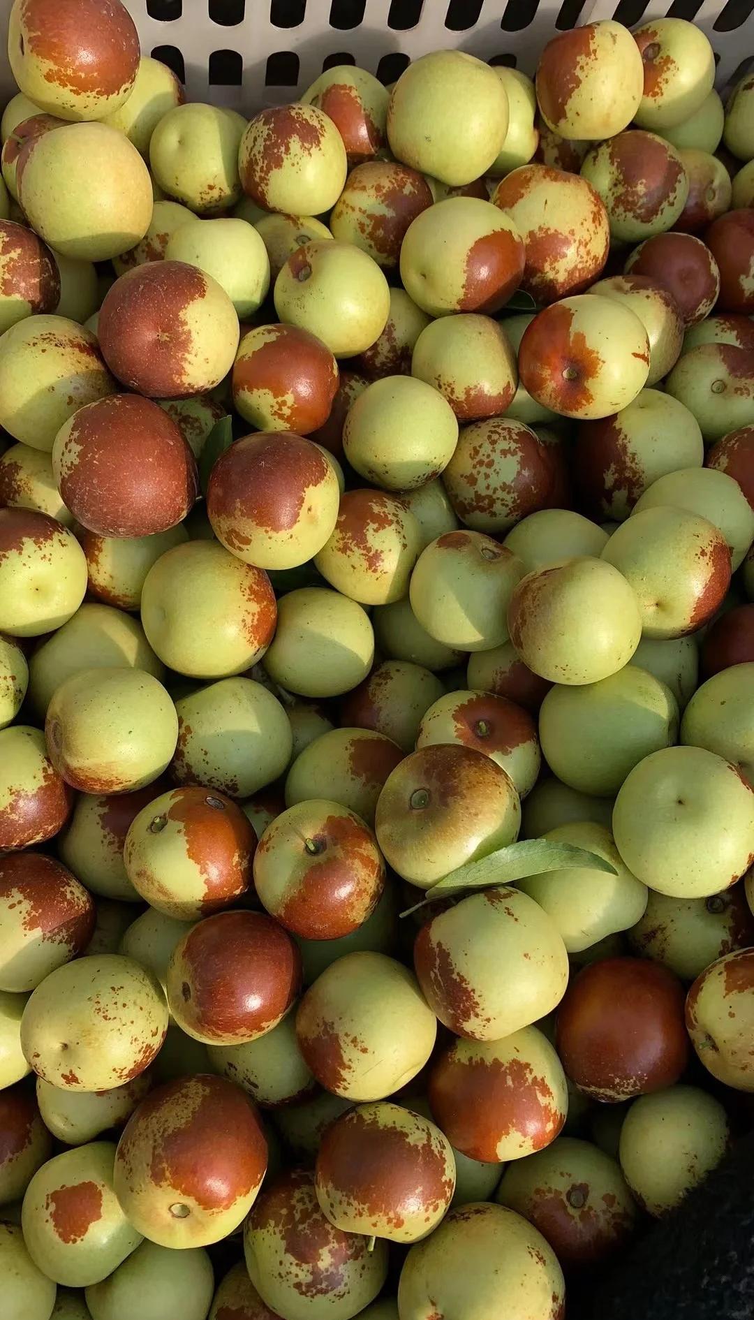 黃驊冬棗鮮到爆！舌尖速遞，領(lǐng)略冰甜脆爽的秋日珍饈