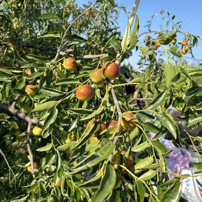 黃驊冬棗 個(gè)大皮薄，脆甜沁心的北方珍果