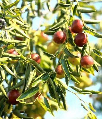 黃驊脆冬棗造富記 一顆小紅果，如何成就富民大產(chǎn)業(yè)？